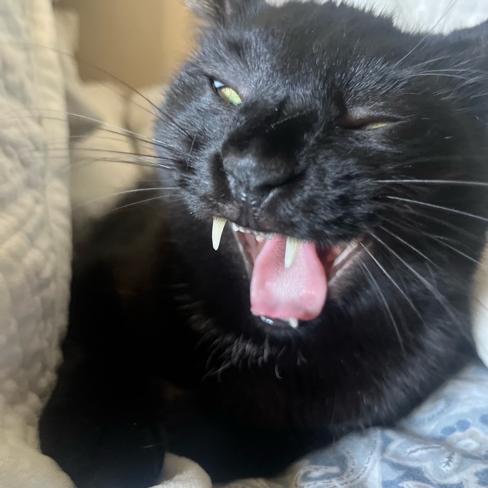 Meet your Posher, William